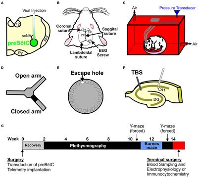 An Improved Model of Moderate Sleep Apnoea for Investigating Its Effect as a Comorbidity on Neurodegenerative Disease